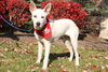 Bobo - ADOPTED 07.08.12