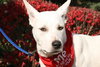 Bobo - ADOPTED 07.08.12