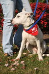 Bobo - ADOPTED 07.08.12