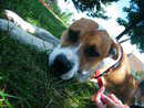 Zoosk-ADOPTED-10.29.11