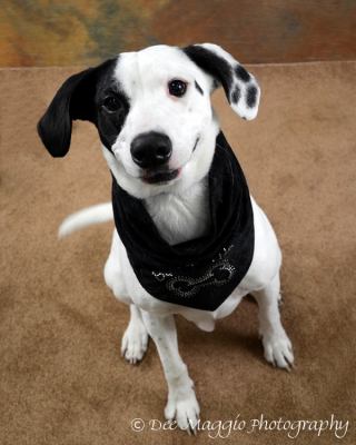 Thumper-ADOPTED 10.11.11