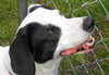 Thumper-ADOPTED 10.11.11