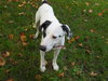 Thumper-ADOPTED 10.11.11