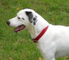 Thumper-ADOPTED 10.11.11
