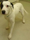 Thumper-ADOPTED 10.11.11