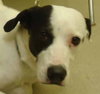 Thumper-ADOPTED 10.11.11