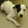 Thumper-ADOPTED 10.11.11