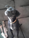 Pixie-13 pounds-PENDING