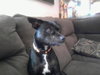 Pixie-13 pounds-PENDING