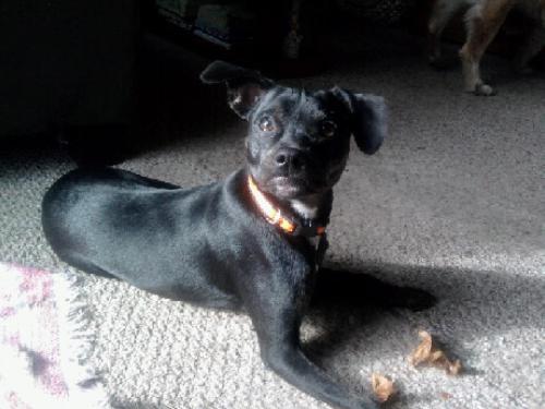 Pixie-13 pounds-PENDING