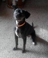 Pixie-13 pounds-PENDING