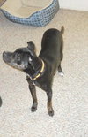 Pixie-13 pounds-PENDING