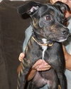 Pixie-13 pounds-PENDING