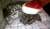Trigger - ADOPTED 02.12.12