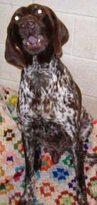 Trigger - ADOPTED 02.12.12