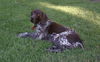 Trigger - ADOPTED 02.12.12