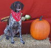 Trigger - ADOPTED 02.12.12
