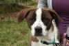 Rocky - ADOPTED 11.25.11