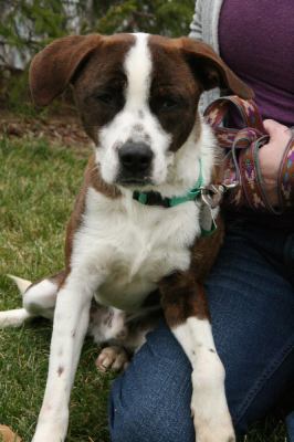 Rocky - ADOPTED 11.25.11