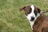 Rocky - ADOPTED 11.25.11