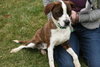 Rocky - ADOPTED 11.25.11