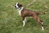 Rocky - ADOPTED 11.25.11