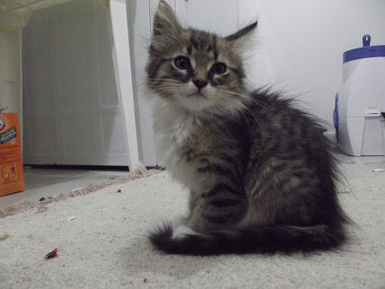 Tom - ADOPTED 9.30.11