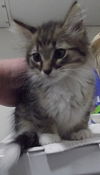 Tom - ADOPTED 9.30.11