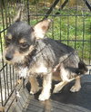 Shelley - ADOPTED 10.02.11