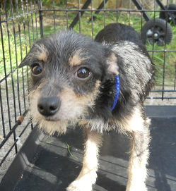 Shelley - ADOPTED 10.02.11