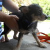 Shelley - ADOPTED 10.02.11