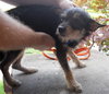 Shelley - ADOPTED 10.02.11