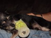 Scott - ADOPTED 12.18.11