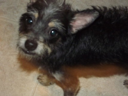 Scott - ADOPTED 12.18.11