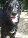 Nola - ADOPTED 1.13.12