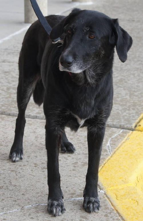Nola - ADOPTED 1.13.12