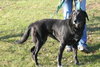 Nola - ADOPTED 1.13.12