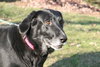 Nola - ADOPTED 1.13.12