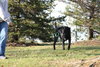 Nola - ADOPTED 1.13.12
