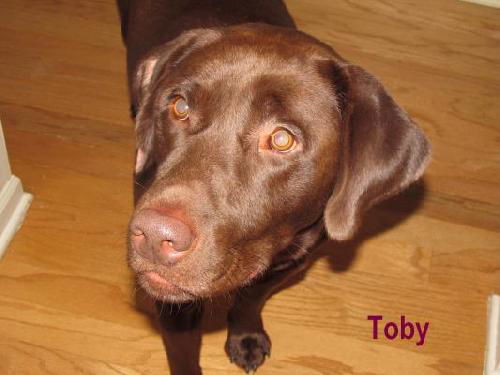 Toby-ADOPTED 10.4.11
