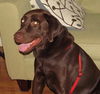 Toby-ADOPTED 10.4.11