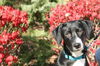 Gd Litter-Chip-ADOPTED-11.14.11