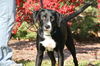 Gd Litter-Chip-ADOPTED-11.14.11