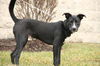 Gd Litter-Dale-PENDING