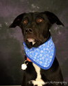 Stan-ADOPTED 12.02.12