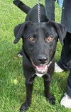 Stan-ADOPTED 12.02.12