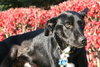 Stan-ADOPTED 12.02.12