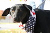 Stan-ADOPTED 12.02.12