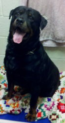 Brett-ADOPTED-10.19.11