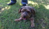 Andre-ADOPTED-10.26.11